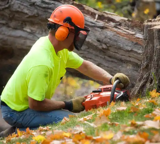 tree services Dry Prong